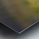 Puffins in Borgarfjörður Eystri reserve sanctuary. Iceland Metal print