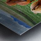 Wild Horses in Iceland Metal print