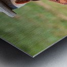 Mongolia. Portrait of an old man Metal print