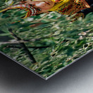 Pakistan. Life in a Kalash Village in Bumburet Valley Metal print