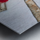 Apulia Puglia Italy. Ostuni. Festival of Saint Orontius. The cavalcata a procession of horses in the streets of the town Metal print