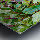 Koala sits on a branch surrounded by eucalyptus leaves. Metal print