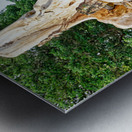 Tree roots engulf ancient temple ruins. Metal print