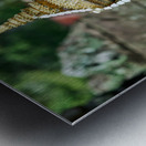 Cambodian dancers in golden attire and elaborate headwear. Metal print