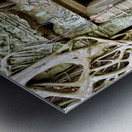 Ancient temple ruins consumed by massive tree roots. Metal print