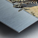 Zebras cuddle together in Etosha National Park in Namibia Metal print