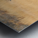 Springbok gazelle antelope walking in Etosha National Park Namib Metal print