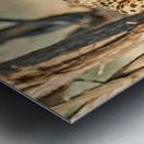 Cheetah feeding on its kill in Okonjima Reserve Namibia Metal print