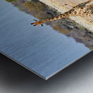 Giraffe and zebras drink water together at a waterhole in Namibi Metal print