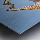 Giraffes cuddling in Etosha National Park in Namibia Metal print