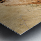 Lion resting in Etosha National Park Namibia during the day Metal print