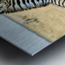 Zebras cuddle in Etosha National Park in Namibia during daylight Metal print