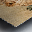 Lion resting in Etosha National Park Namibia during daylight ho Metal print