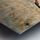 Cheetah feeding on its kill in Okonjima Reserve Namibia Metal print