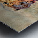 Cheetah feeding on prey in Okonjima Reserve Namibia Metal print