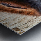 Orthodox Jews praying at the Wailing Wall in Jerusalem Israel Metal print