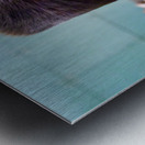 Jewish men study in Jerusalem at the Western Wall Metal print