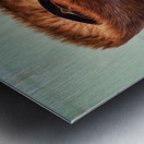 Orthodox Jews pray and read at the Wailing Wall in Jerusalem Metal print