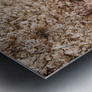 Prayers at the wailing wall in jerusalem israel Metal print