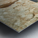 Orthodox Jews at the Wailing Wall in Jerusalem during prayer Metal print