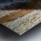 Orthodox Jews at Wailing Wall in Jerusalem during Prayer Time Metal print