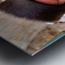 Orthodox Jews pray at the Wailing Wall in Jerusalem Israel Metal print