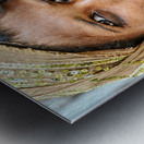 Mother and son standing together in Mandawa Rajasthan Metal print