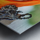 Portrait of an old woman in Rajasthan India wearing bright clot Metal print