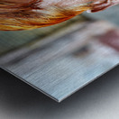 Portrait of a man with red hair in Jodhpur Rajasthan Metal print