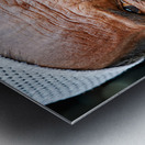 Old man in Rajasthan Jodhpur with a long beard and thoughtful ga Metal print