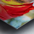 Portrait of holy man sadhu in Orchha Madhya Pradesh India Metal print