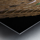 David statue by Michelangelo in Florence Tuscany at night Metal print