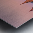 Temples in Bagan at dusk with a clear sky over Myanmar Metal print