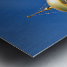 Church of the savior on the spilled blood in st. petersburg Metal print