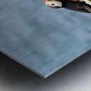 Puffin resting on grass by the sea in Borgarfjordur Eystri Metal print