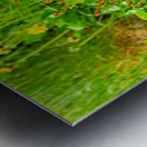 Two puffins resting in Borgarfjordur Eystri Iceland Metal print