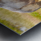 Wild american bison in Yellowstone National Park during summer Metal print