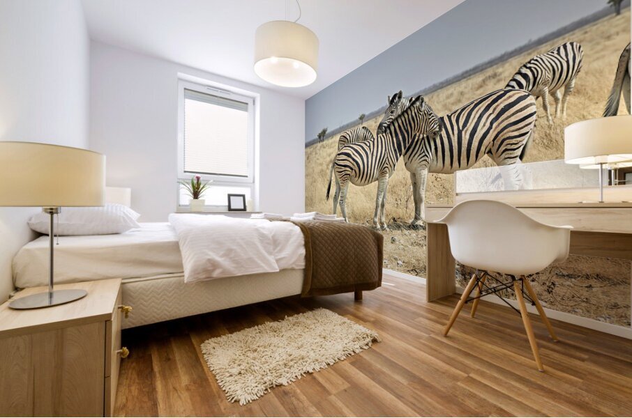 Namibia. Etosha National Park. Zebras cuddling in the wild Mural print