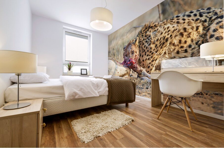 Namibia. Cheetah after a kill in Okonjima Reserve Mural print