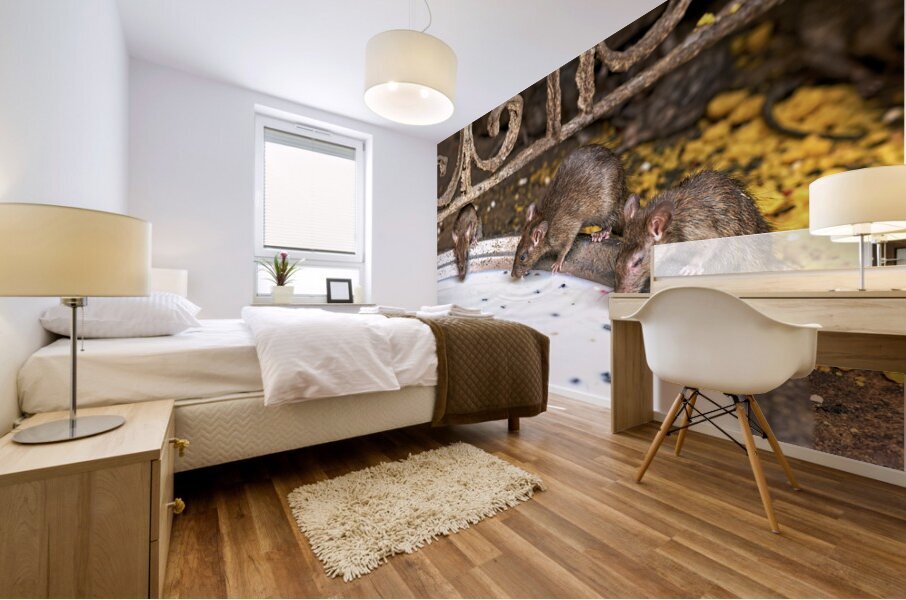 India Rajasthan. Shree Karni Mataj Temple The temple of thousands rats in Deshnok Mural print