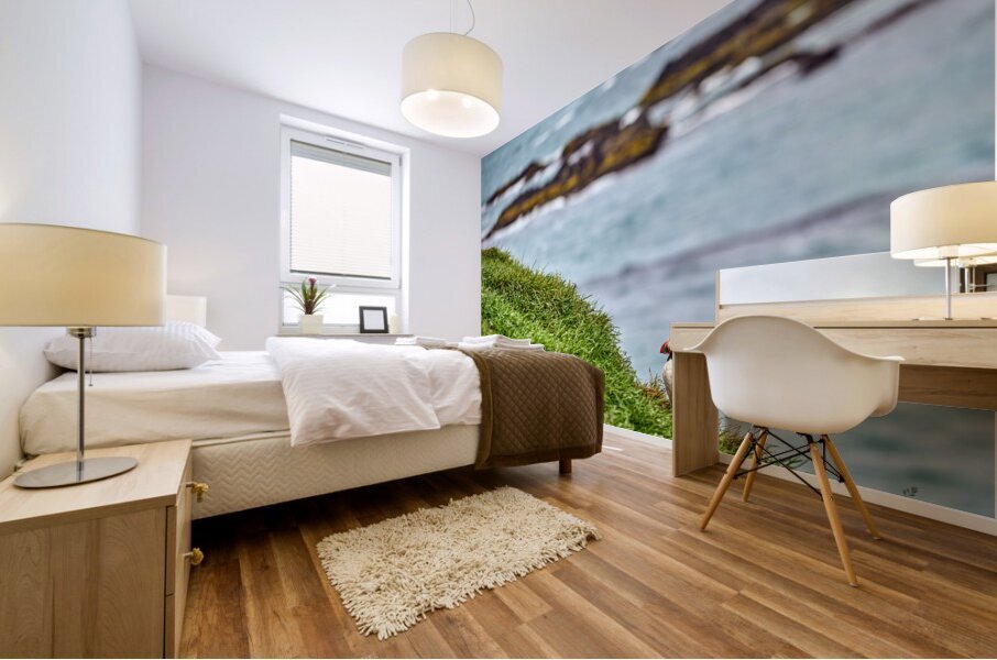 Puffins in Borgarfjörður Eystri reserve sanctuary. Iceland Mural print