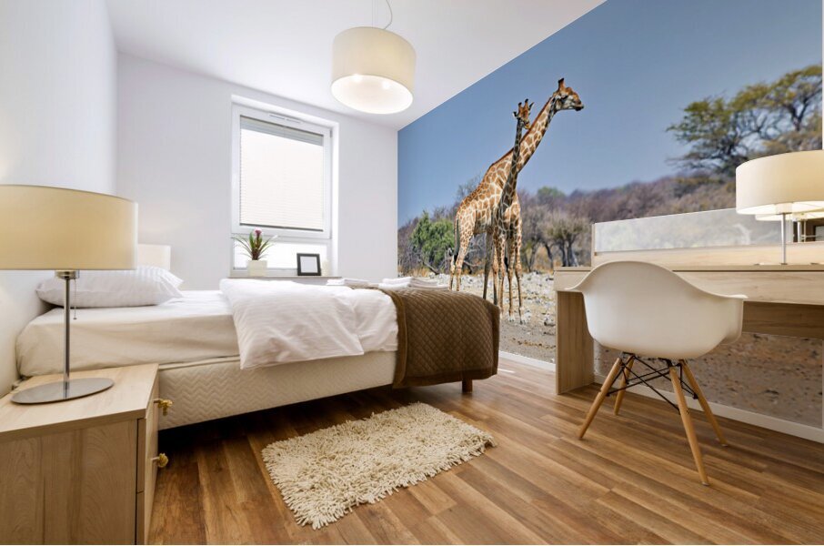 Giraffes walking together in Etosha National Park Namibia Mural print