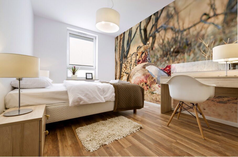 Cheetah feeding on its kill in Okonjima Reserve Namibia Mural print