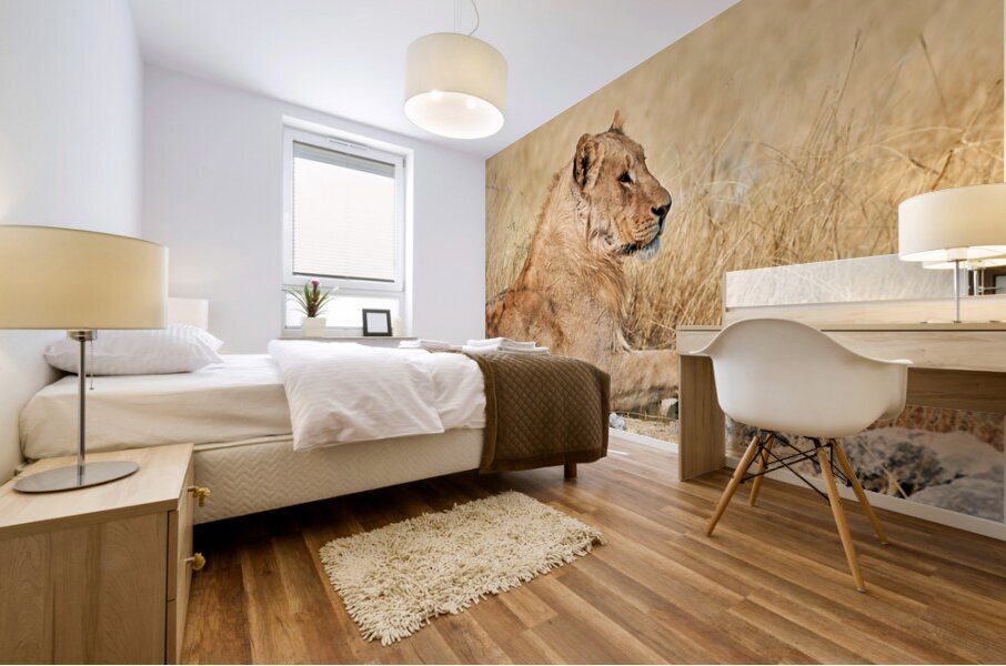 Lion resting in Etosha National Park Namibia during the day Mural print