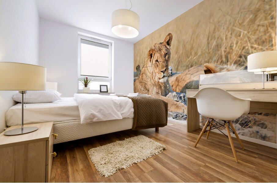 Lion resting in Etosha National Park Namibia during daylight ho Mural print