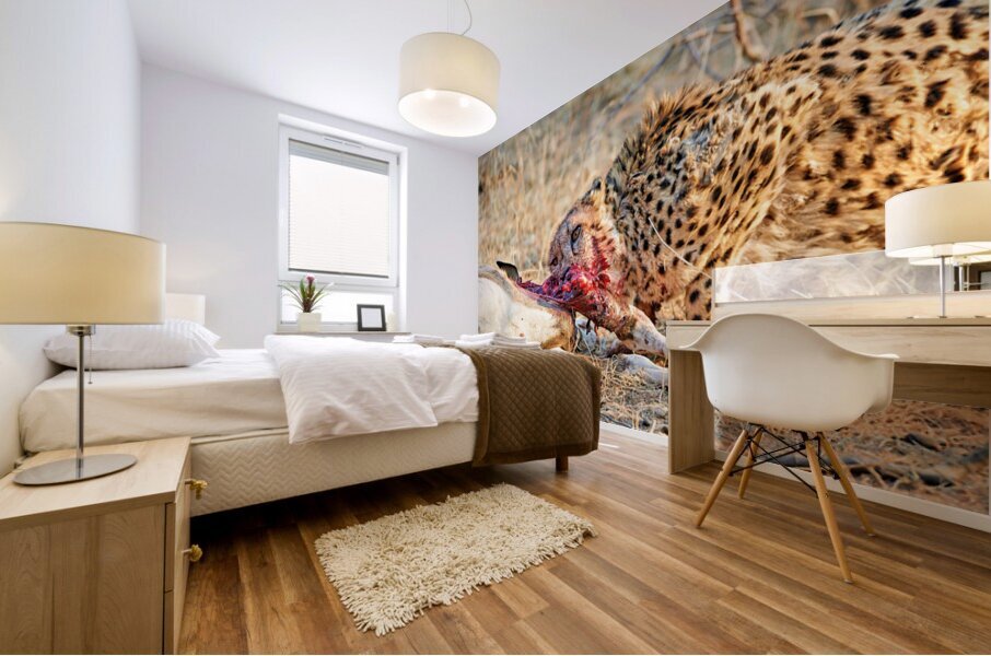 Cheetah feeding on its kill in Okonjima Reserve Namibia Mural print