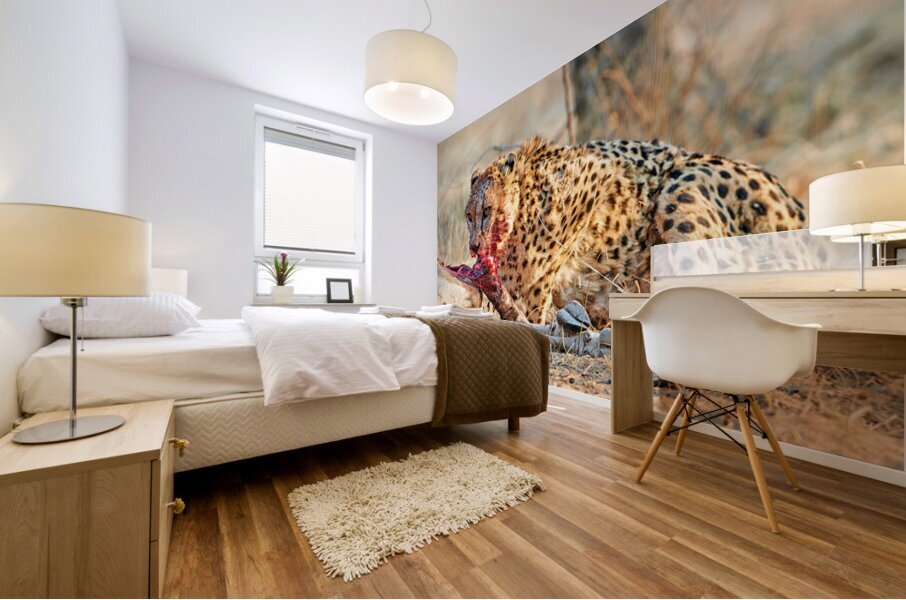 Cheetah feeding on prey in Okonjima Reserve Namibia Mural print