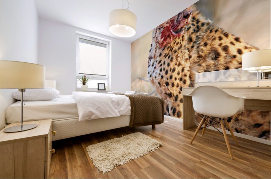 Cheetah eating after a hunt in Okonjima Reserve Namibia Mural print