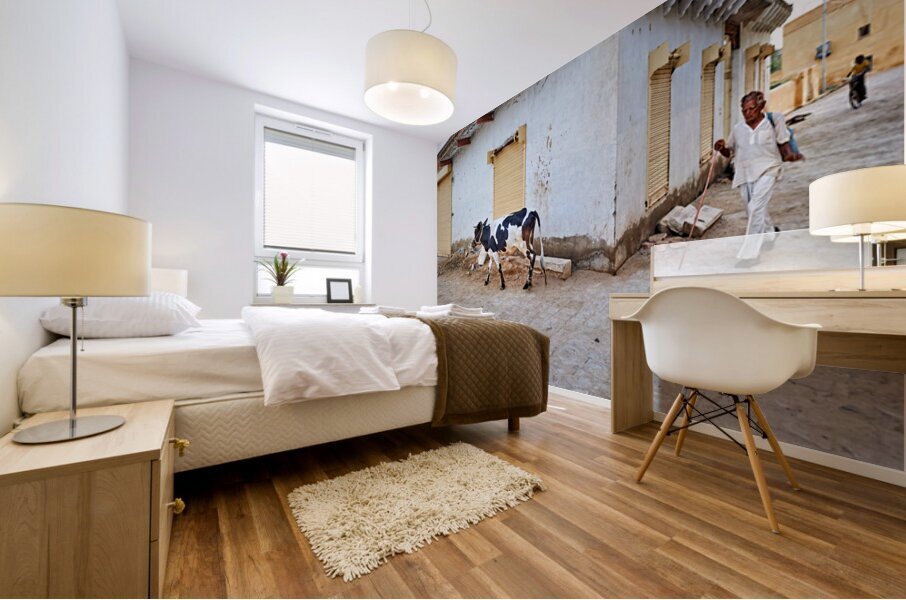 Man walking with cow in Mandawa streets Rajasthan India Mural print