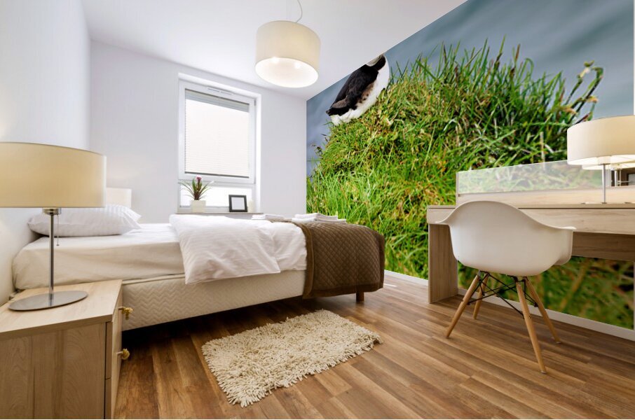 Puffin resting on grass by the sea in Borgarfjordur Eystri Mural print